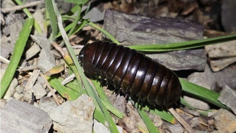giant pill millipede
