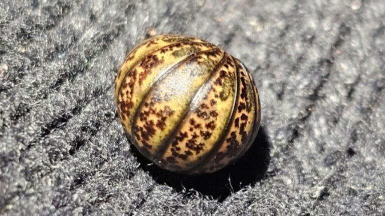 giant pill millipede