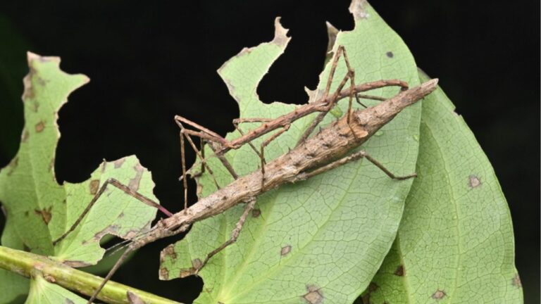The two-spined stick insect! Or Micrachus hystriculeus.
