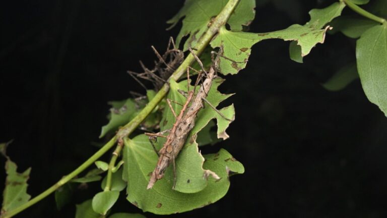 The two-spined stick insect! Or Micrachus hystriculeus.