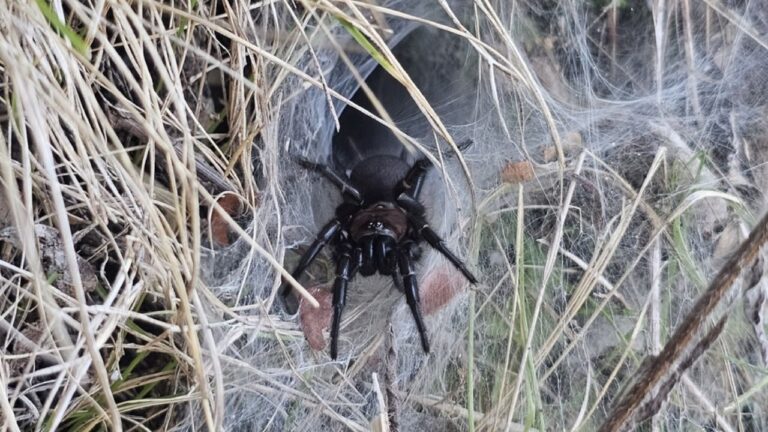 kahuwai, black tunnelweb spider