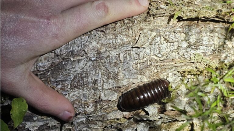 giant pill millipede