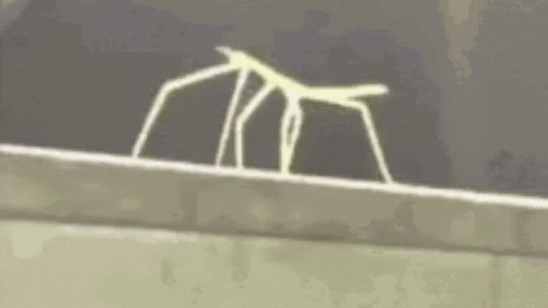 The two-spined stick insect! Or Micrachus hystriculeus.