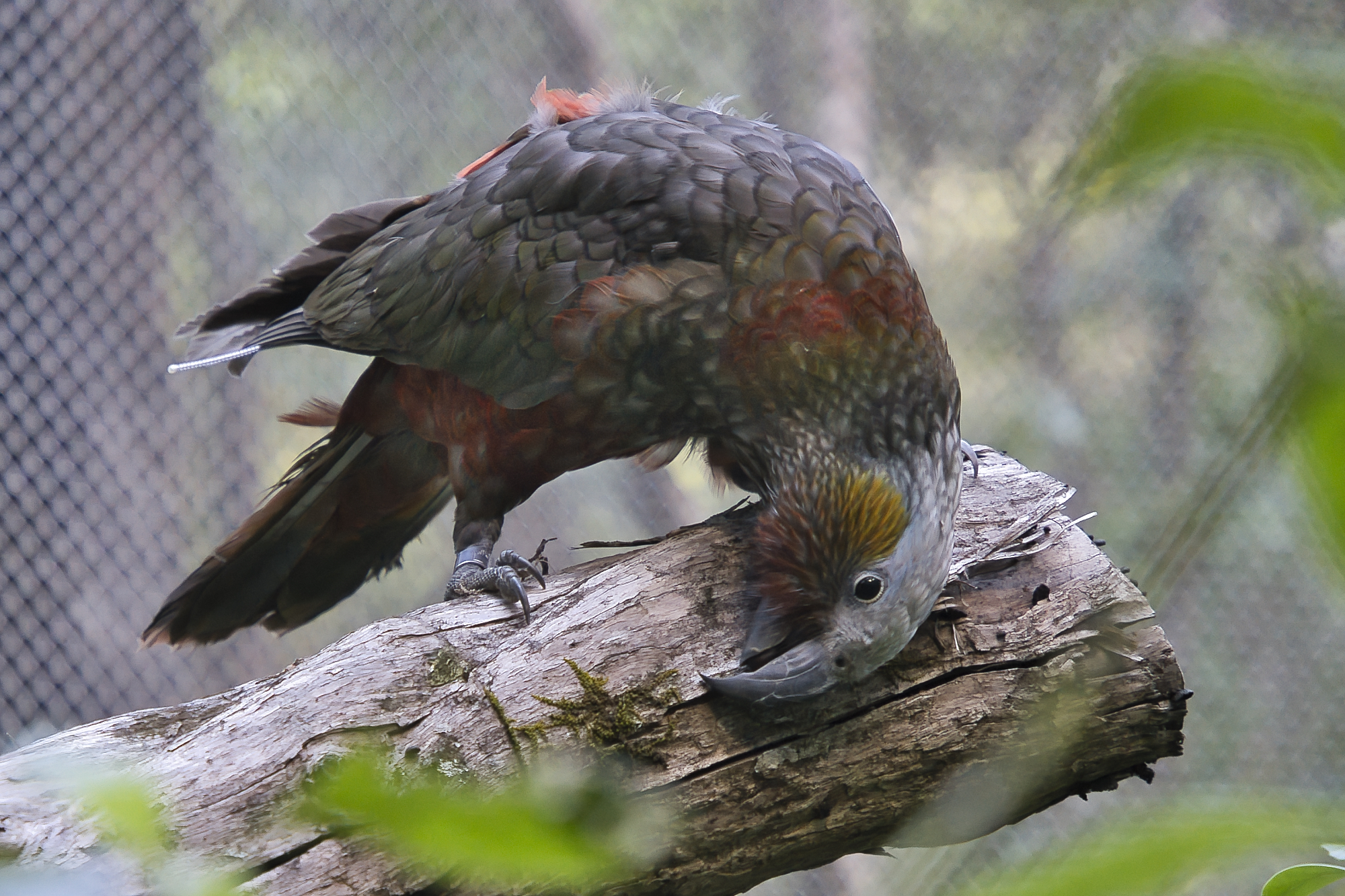 Kaka-Brook-Waimarama-Sanctuary-photo-credit-Fraser-Heal-