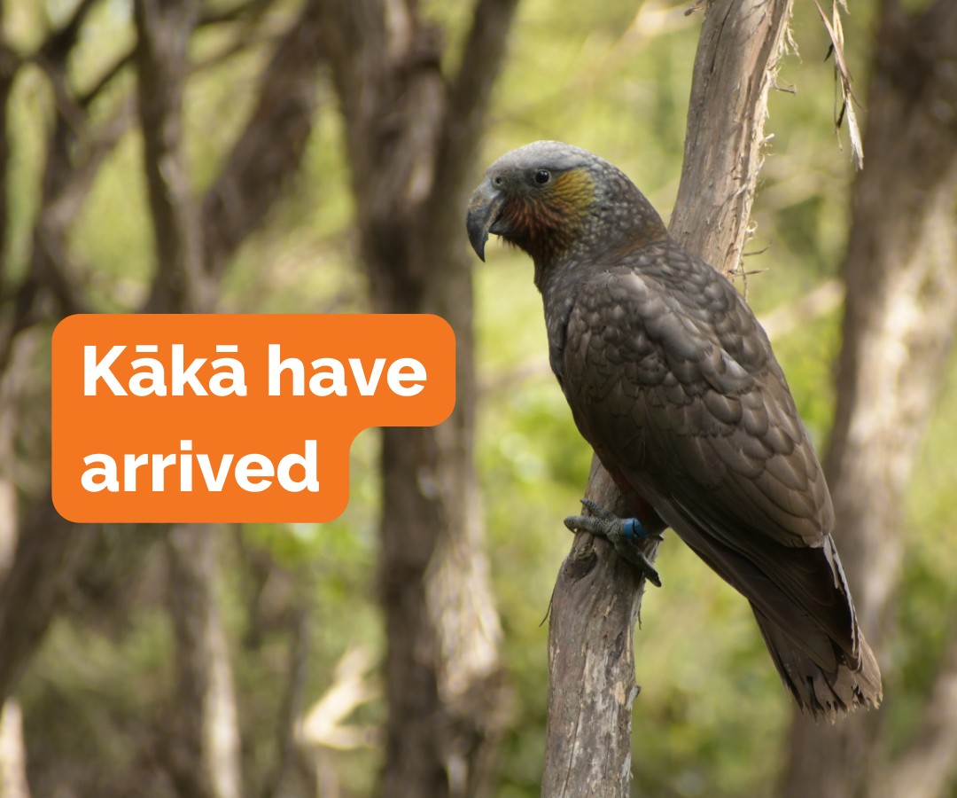 kaka arrived in the Brook Waimārama Sanctuary