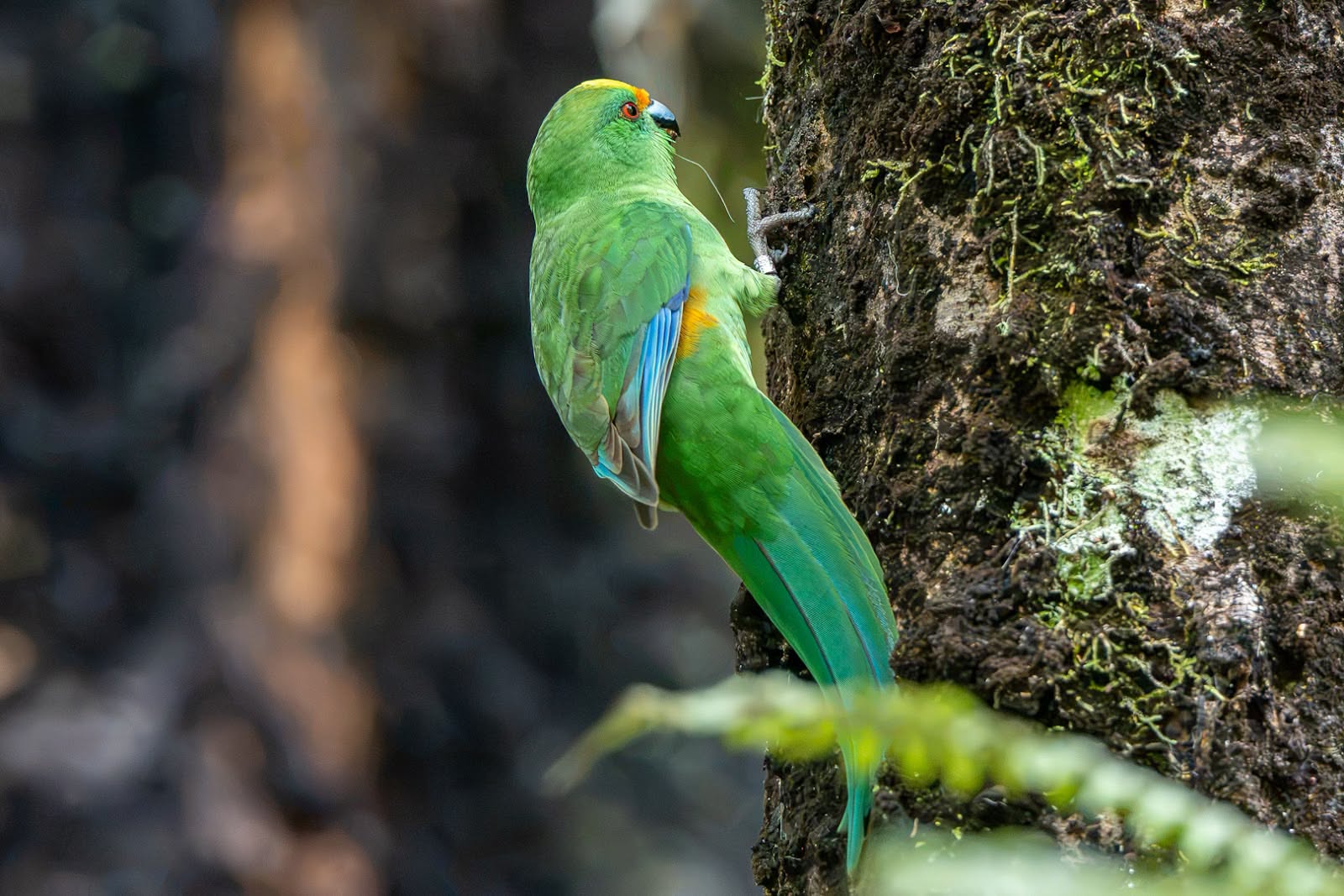 Kākāriki Thriving in the Sanctuary: A Conservation Win
