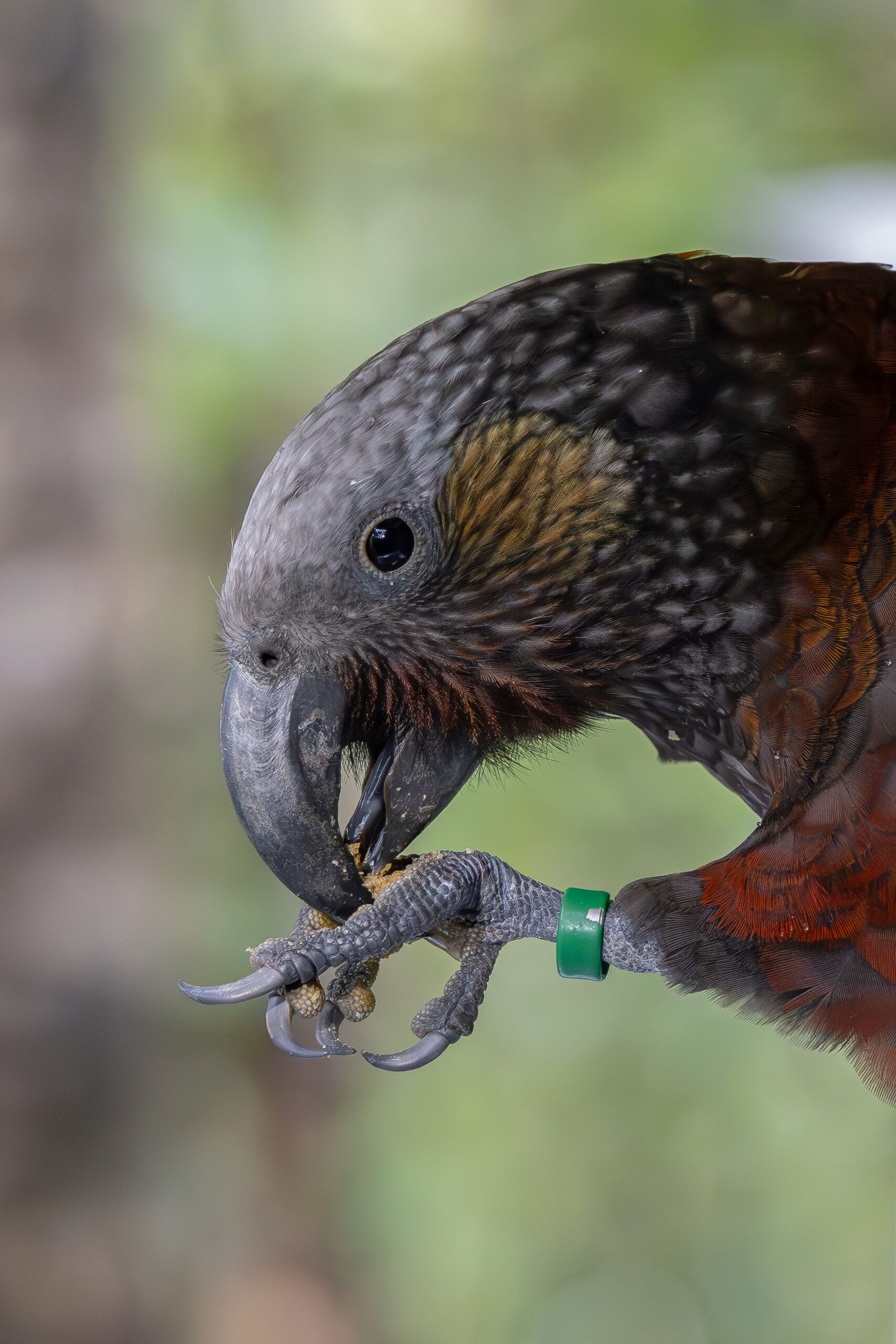 Trapping and kākā