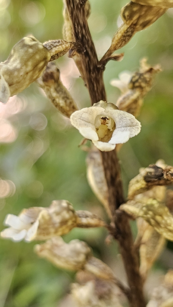 Threatened Orchid Found!