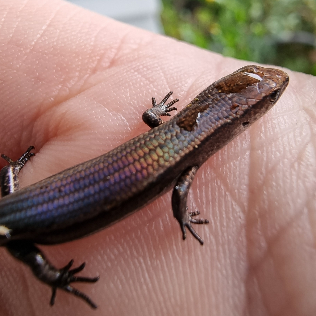 Plague skinks recorded in Nelson – What to look out for